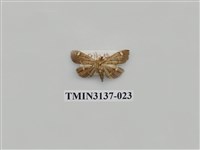 藏品(螟蛾265)的圖片